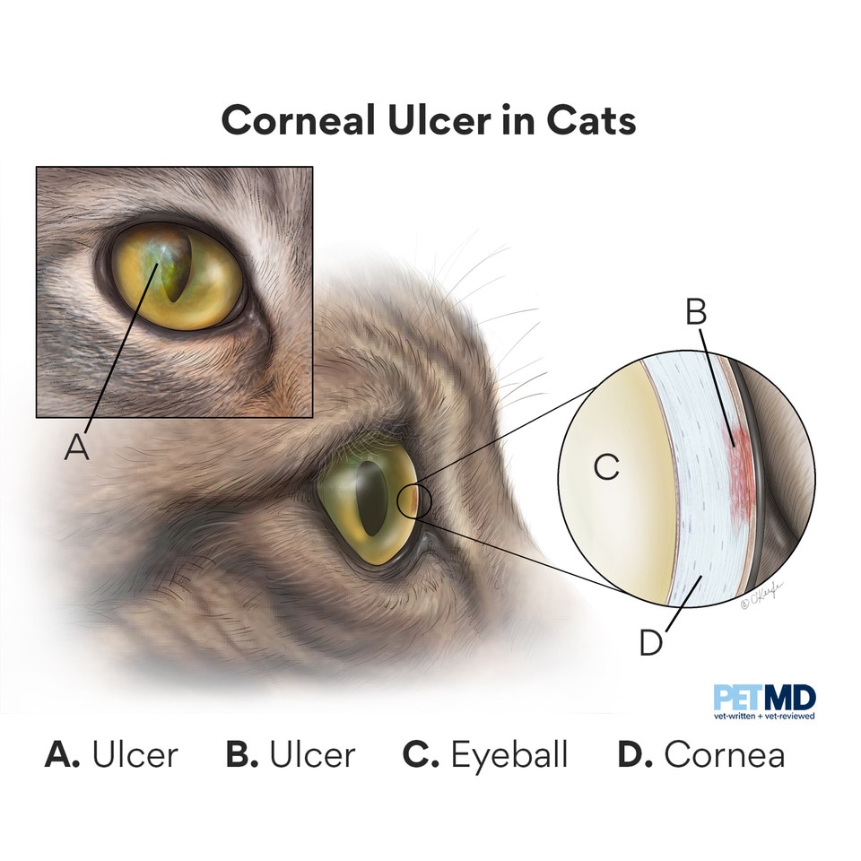 Cat Corneal Ulcer Causes Treatments And Faqs Petmd